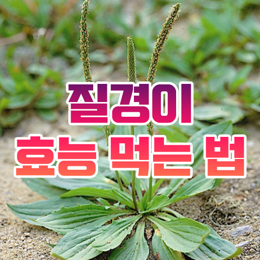 질경이 효능 먹는법 부작용까지 총정리해드립니다