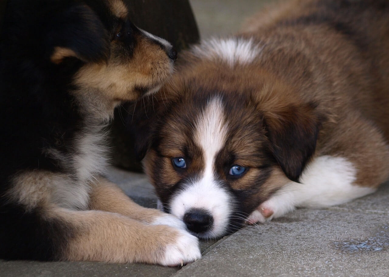 Why Does My Dog Keep Licking Its Paws - 강아지가 발 핥는 이유