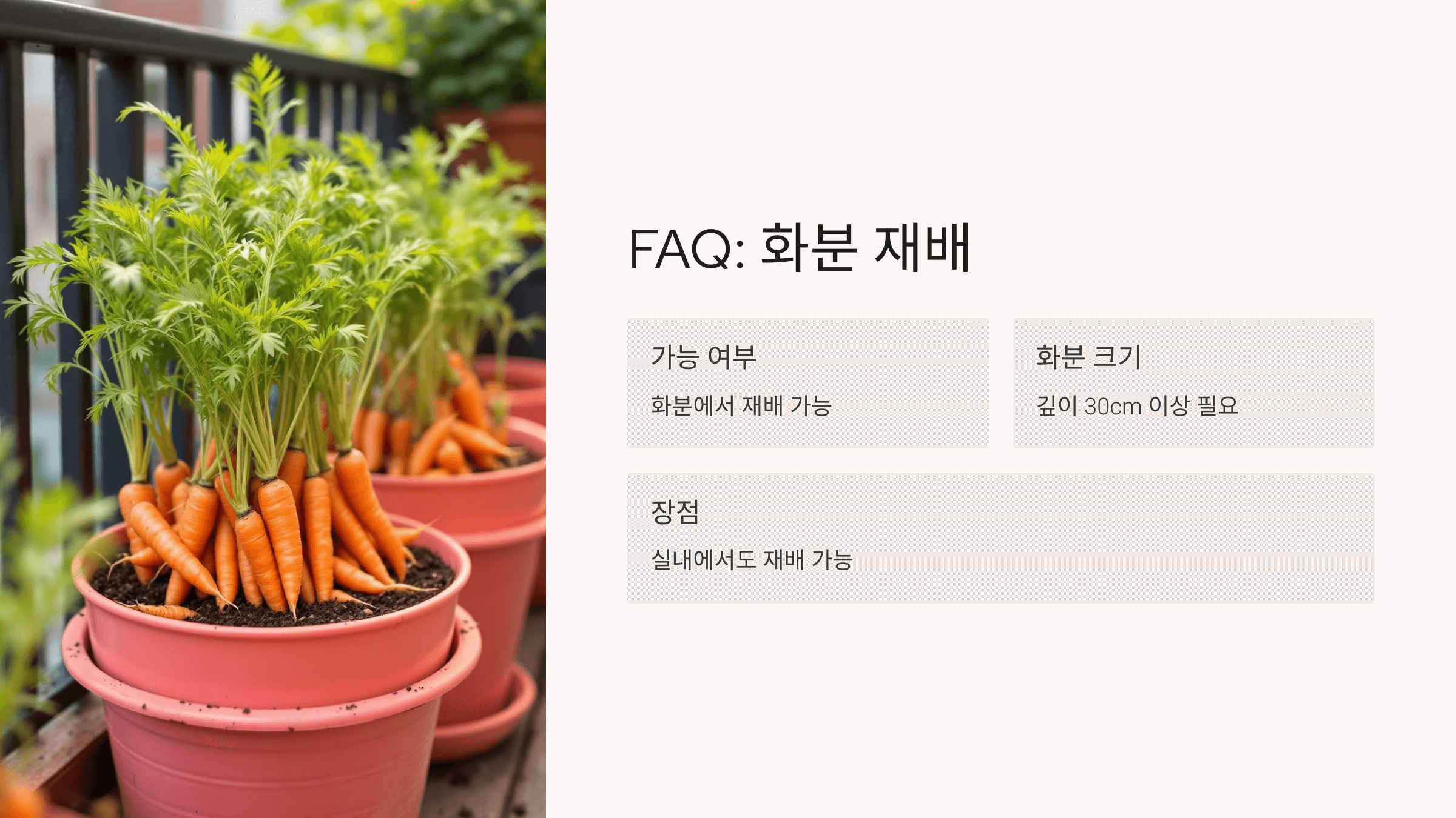 당근 사진입니다.