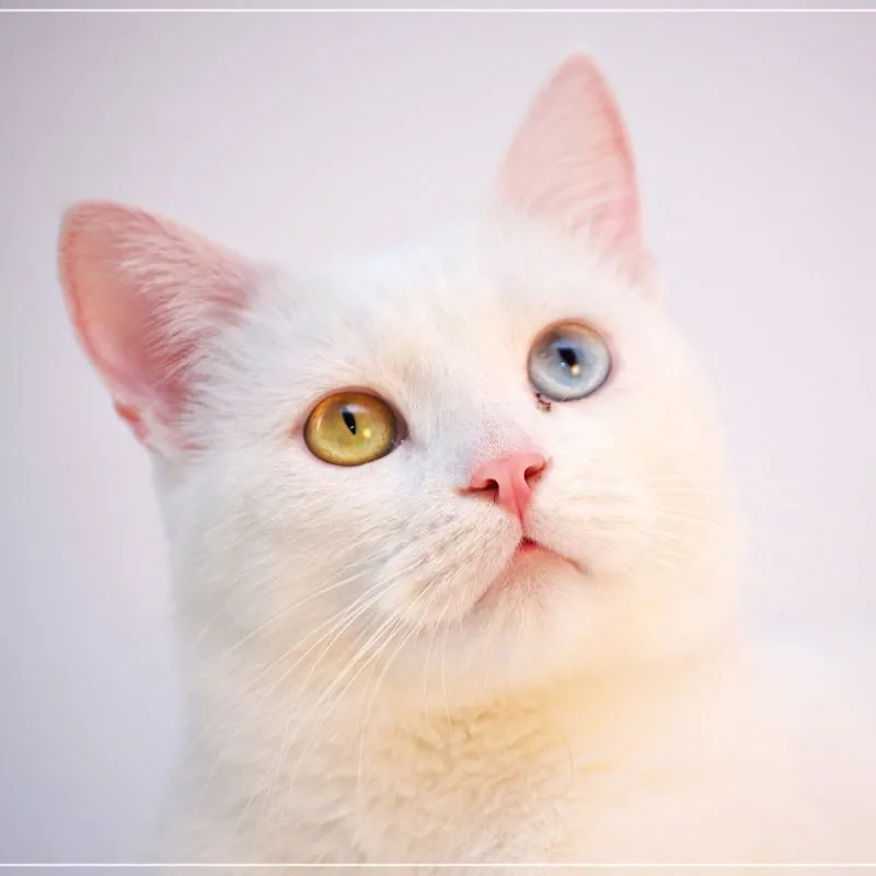 터키시앙고라 고양이 유전병 성격 가격_6