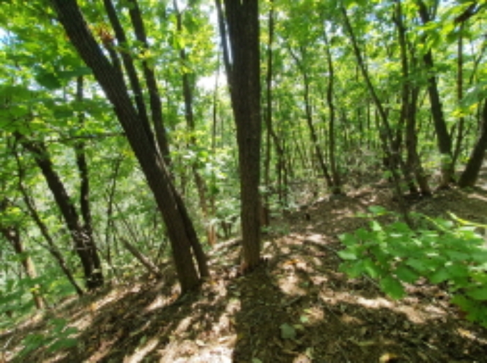 의정부지방법원2021타경9527 목록 1 내지 2. 부동산 전경(1 : 산림의 부지)