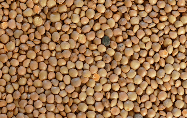 여성호르몬 균형 보충제, 여성호르몬 보충제가 풍부한 렌즈콩
