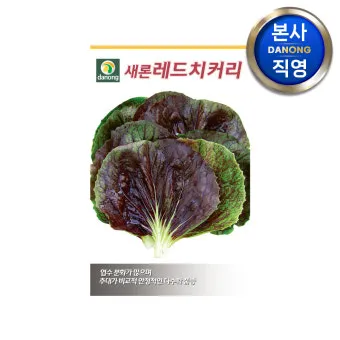 치커리 재배 쓴맛 줄이기 차광 요령 물 관리_10