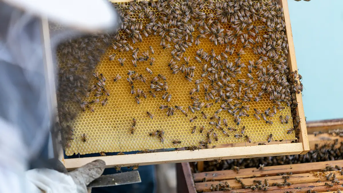 도시 생태계와 꿀벌의 역할