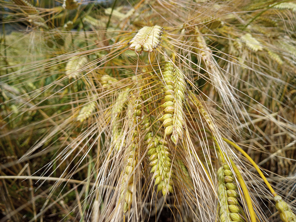 올레14-1코스: 저지예술정보화마을에서 오설록 녹차밭까지