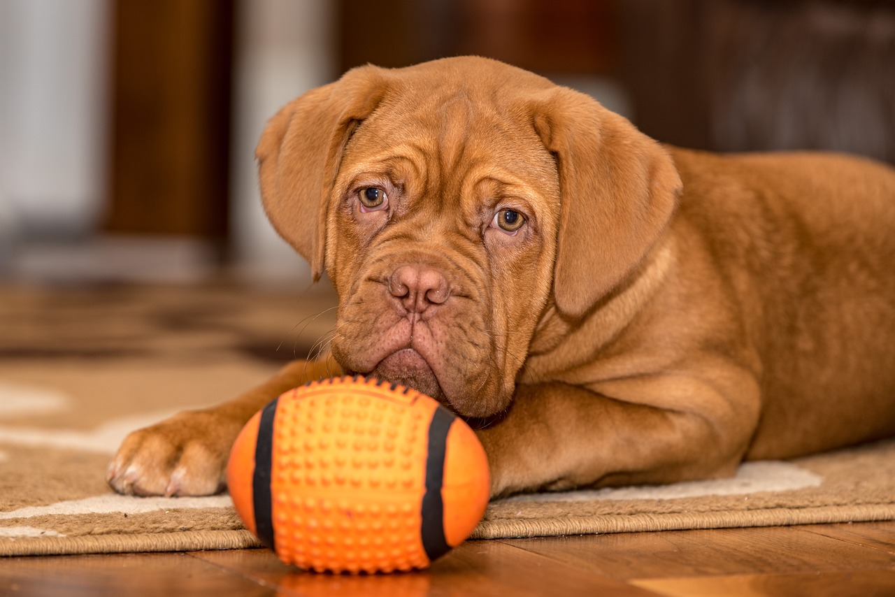 도그 드 보르도(Dogue de Bordeaux)