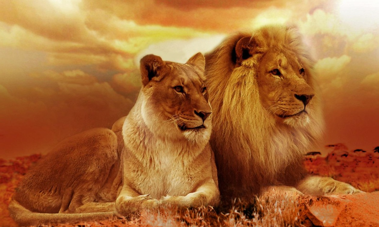 사자 꿈 해몽, 꿈풀이