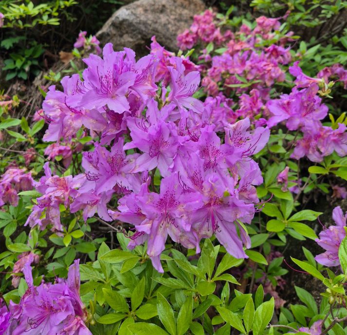 대야산자연휴양림