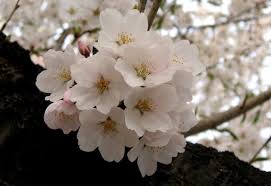 2025년 벚꽃 개화시기