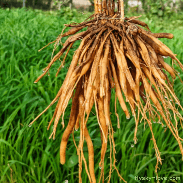 샤타바리 (Shatavari)