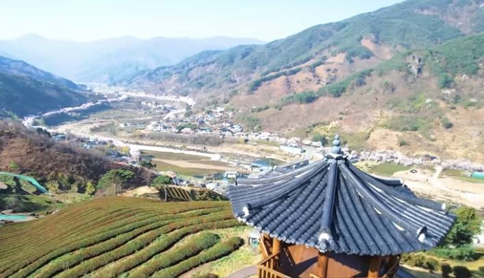 하동 정금차밭4