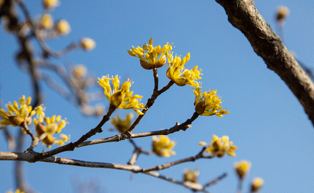 24년 구례 산수유꽃축제 주차 개막공연 일정 CCTV
