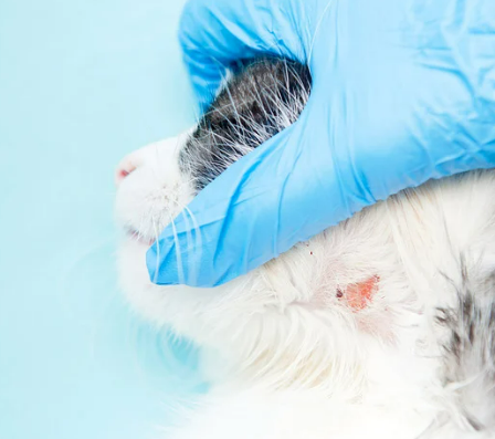 고양이 링웜 증상, 원인, 치료, 예방 총정리 원형탈모 무슨일?