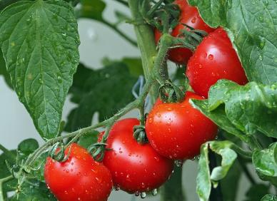 토마토로 할 수 있는 다양한 요리