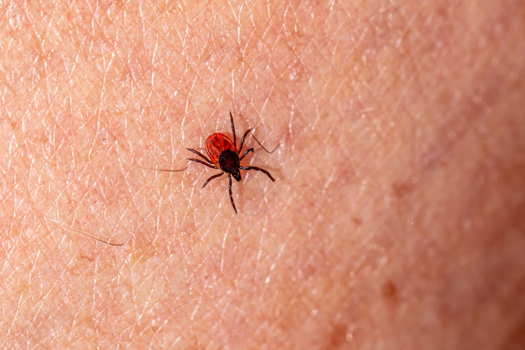 Tick