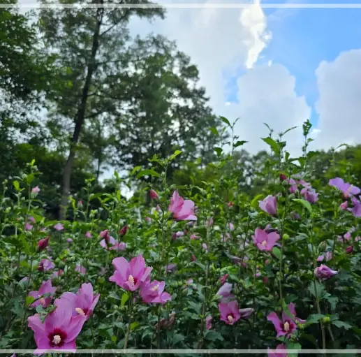 화담숲-예약하기-입장료-운영시간