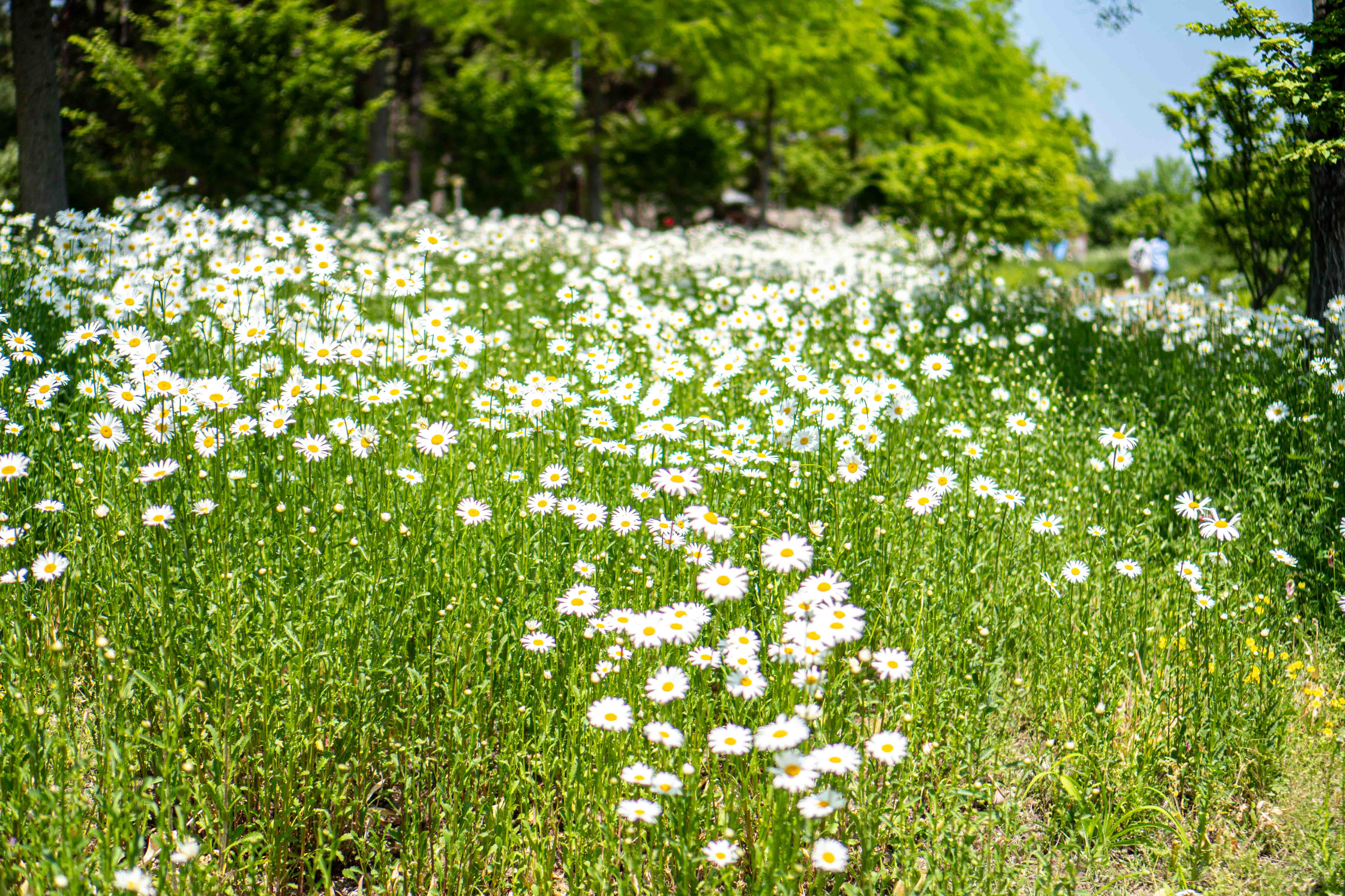 대전 샤스타데이지