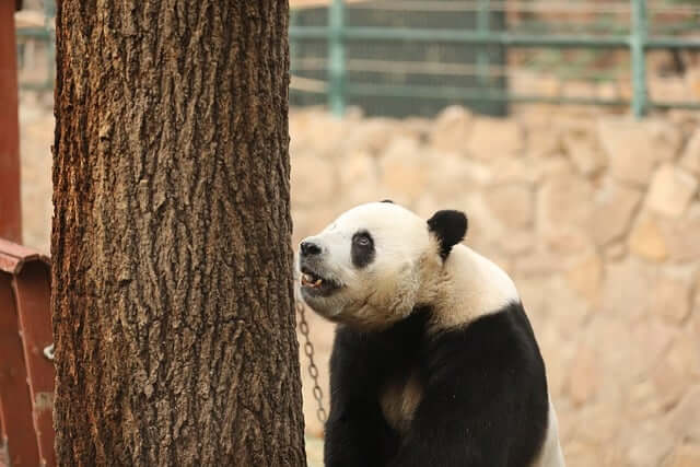 판다-나오는-꿈-해몽