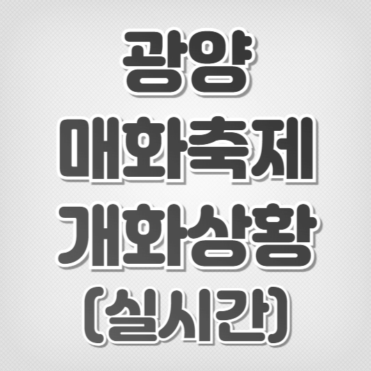 광양 매화축제-기간, 개화상황(실시간)