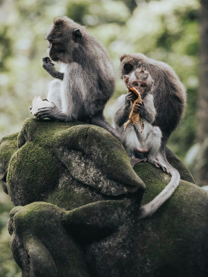 발리 여행 추천 우붓 원숭이숲