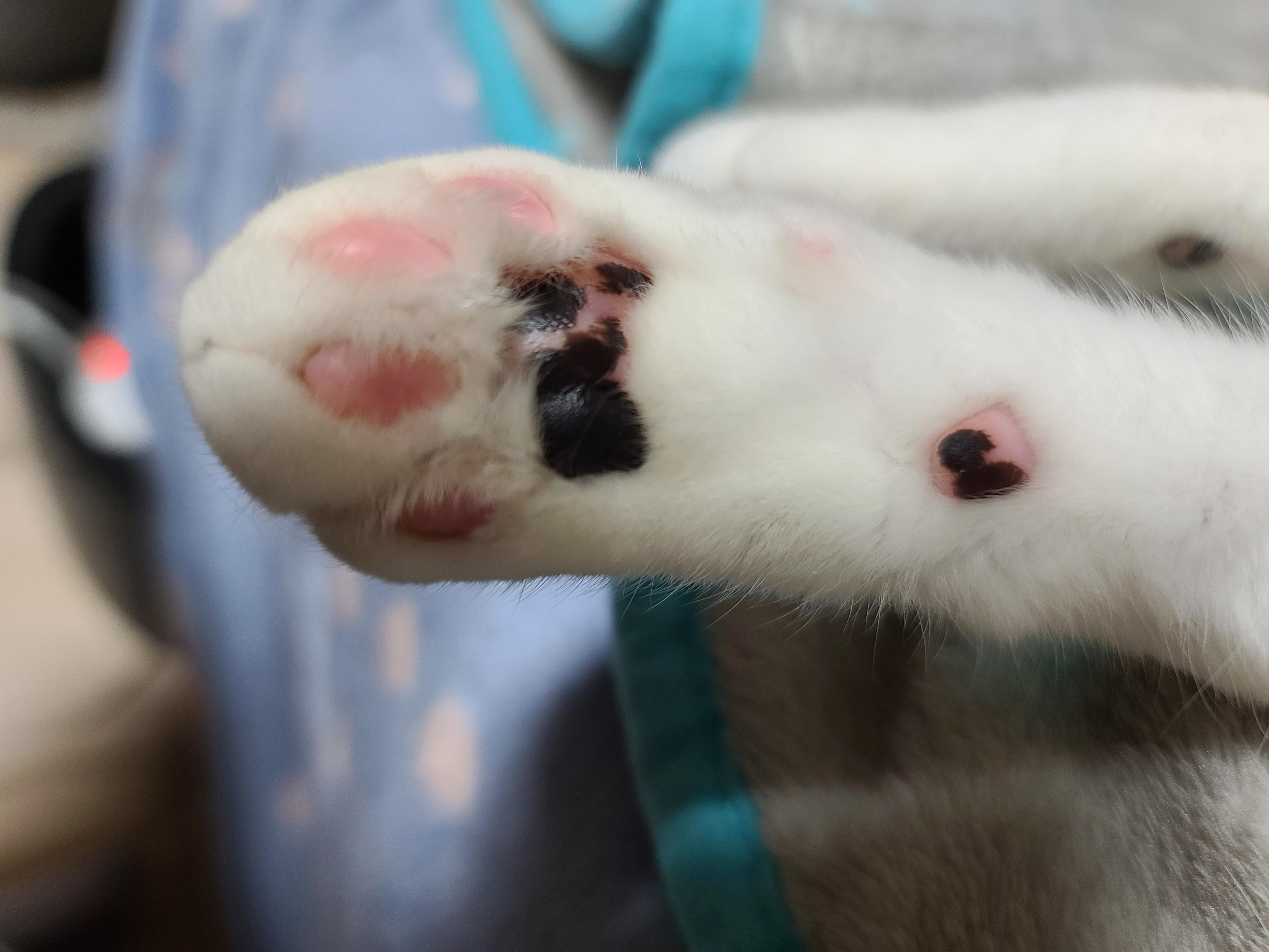 자주 볼수 없는 다다의 자는모습 도촬!(feat.고양이 지근구, 발목젤리)