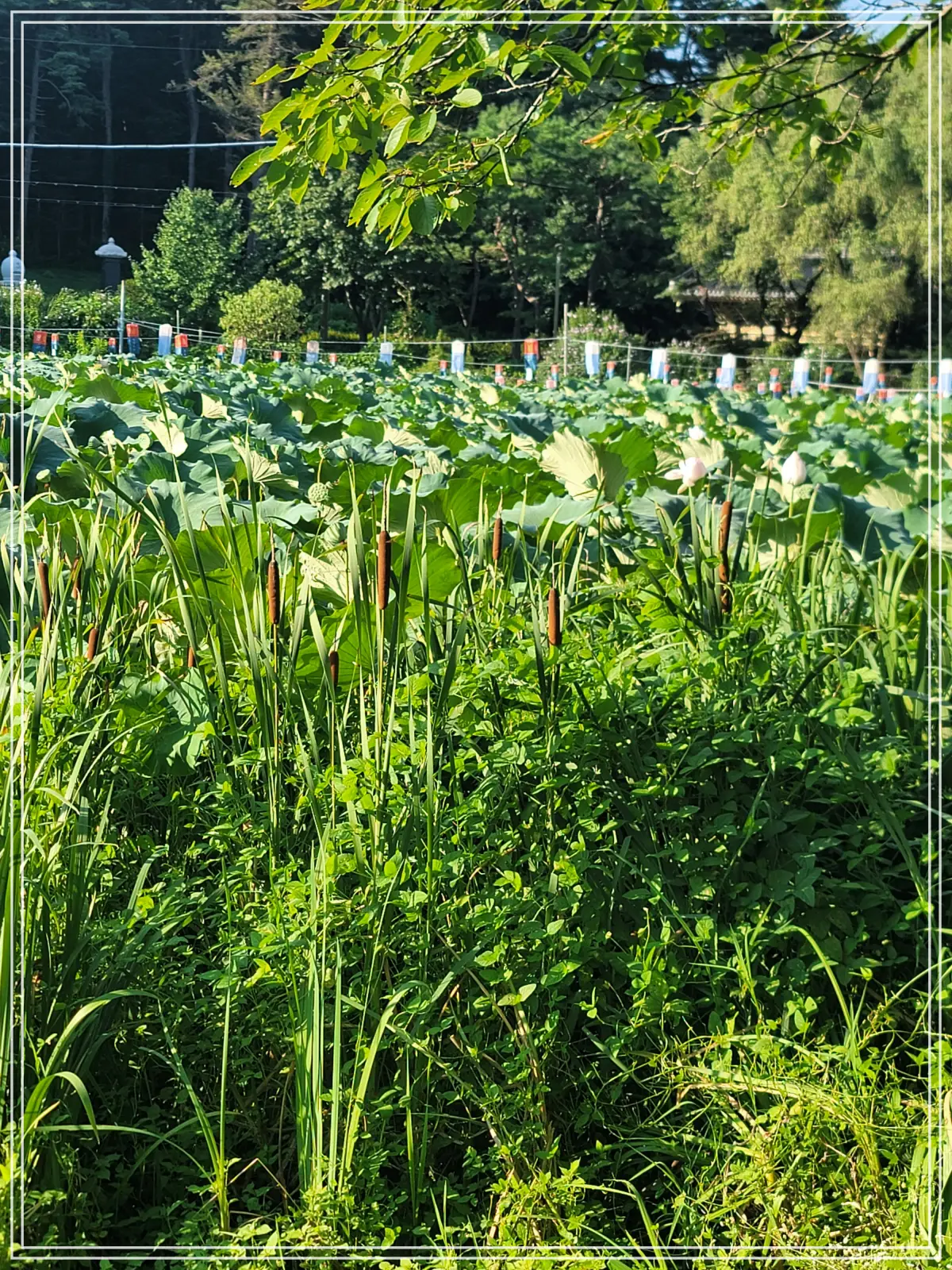 봉선사-연꽃축제-20250810_172112