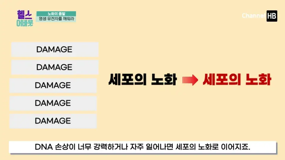 일본 NMN 영양제