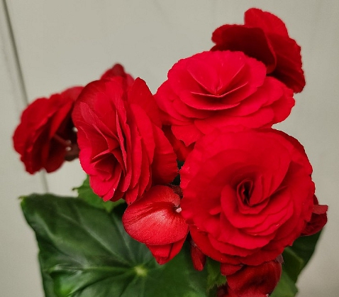 겨울 꽃 베고니아