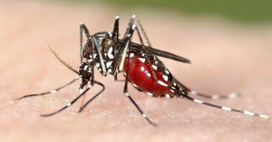 작은 빨간 집모기