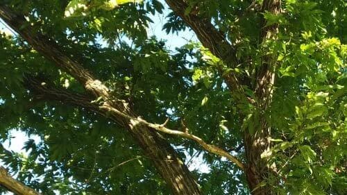 밤나무-밤-수확시기