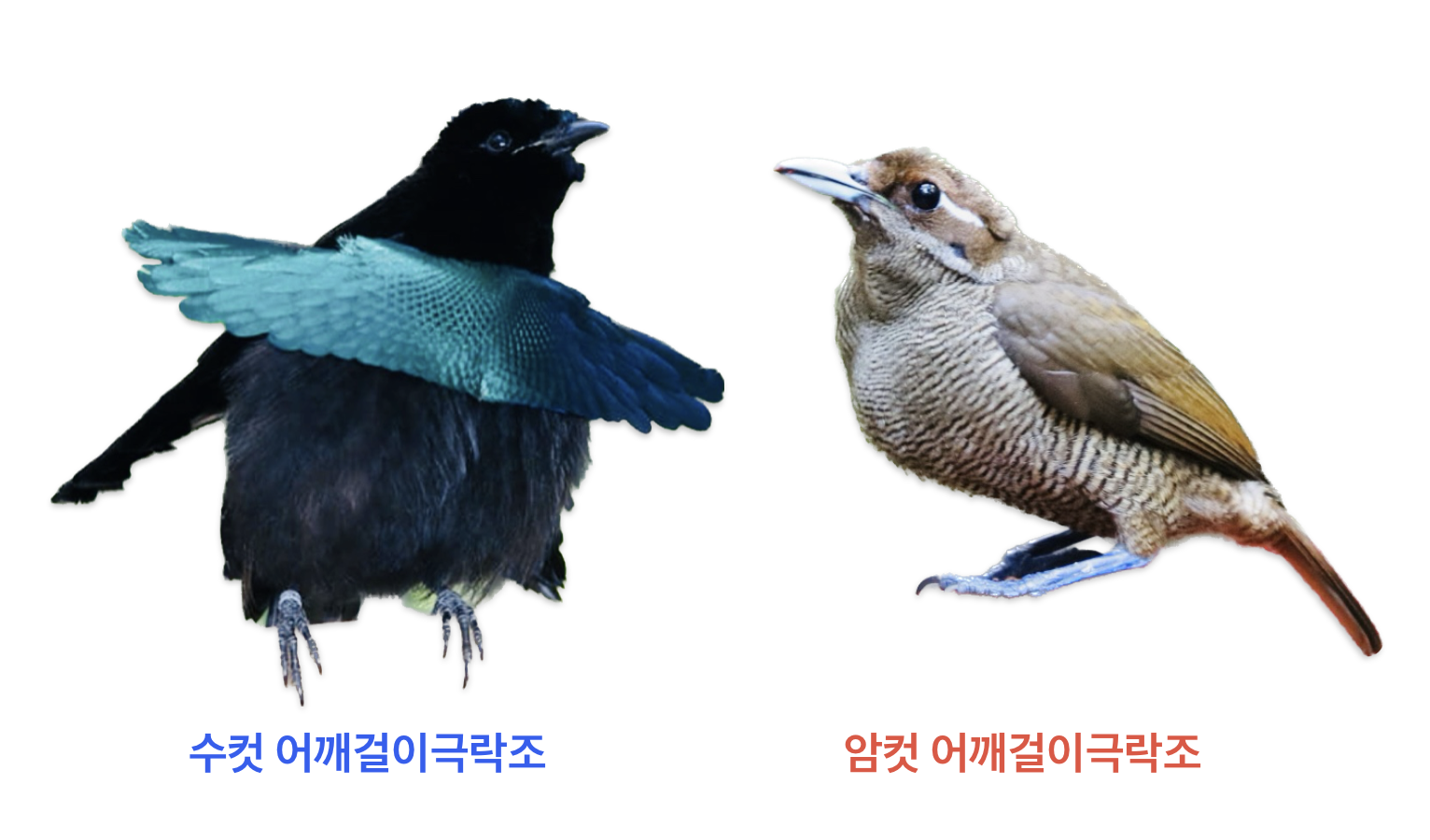 수컷과 암컷 어깨걸이극락조의 차이점