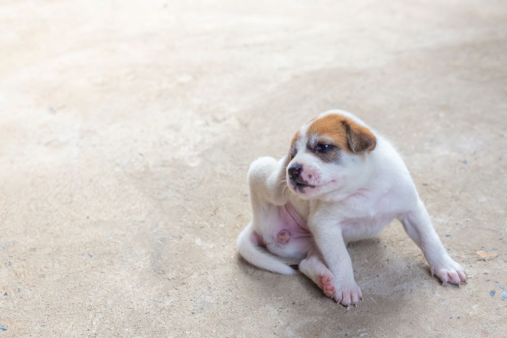 바닥에 앉아 뒷다리로 귀를 긁고있는 강아지사진