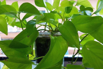 스킨답서스 물주기