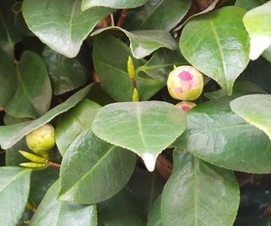 눈을 맞고도 피는 동백꽃