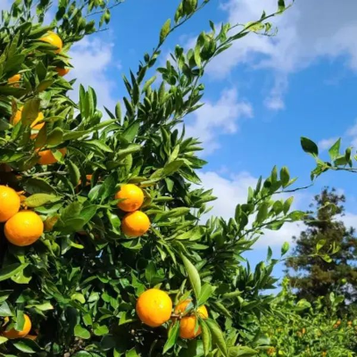 노지귤 뜻 노지 감귤이란 타이벡 감귤이란 하우스 감귤과 차이점