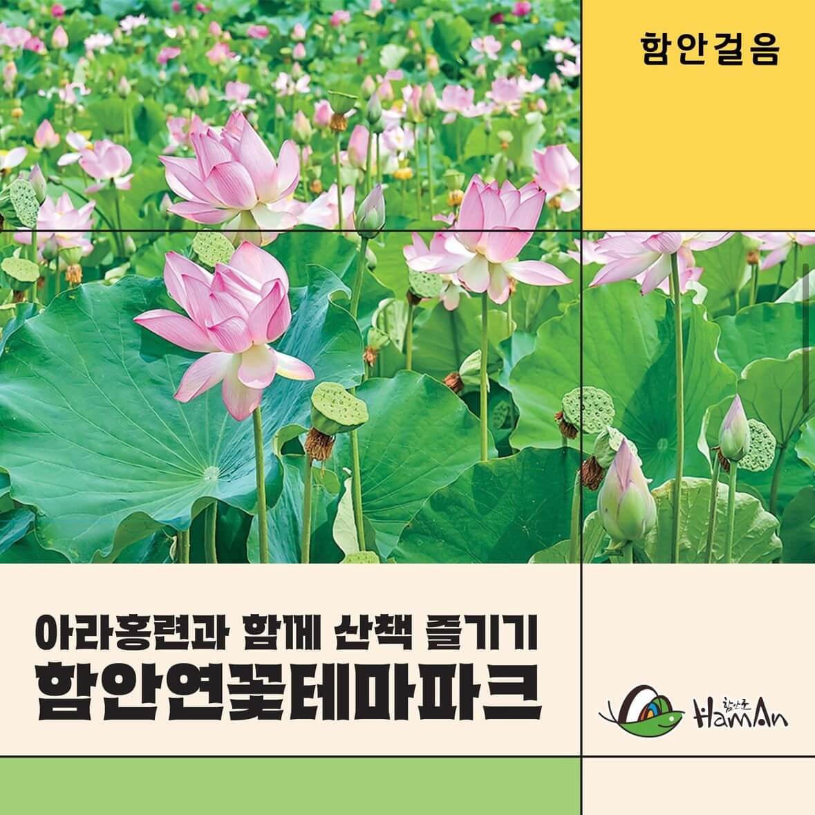 함안연꽃축제기간