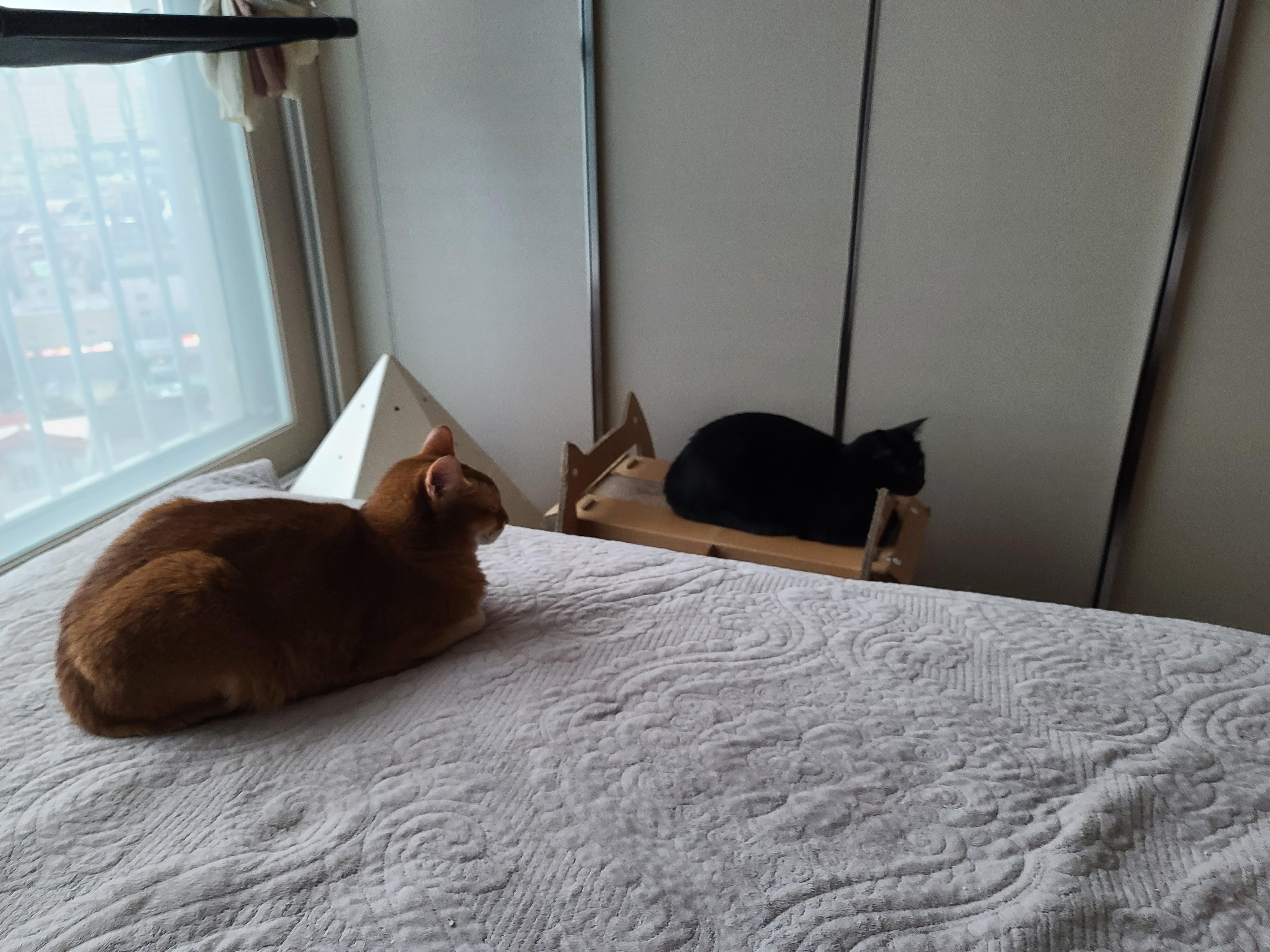 턱괴고 자는 편. 볼살 삐져나온 고양이. 스크래쳐 활용 잘 하는 고양이 건이.