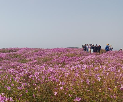 황매산개화현황3