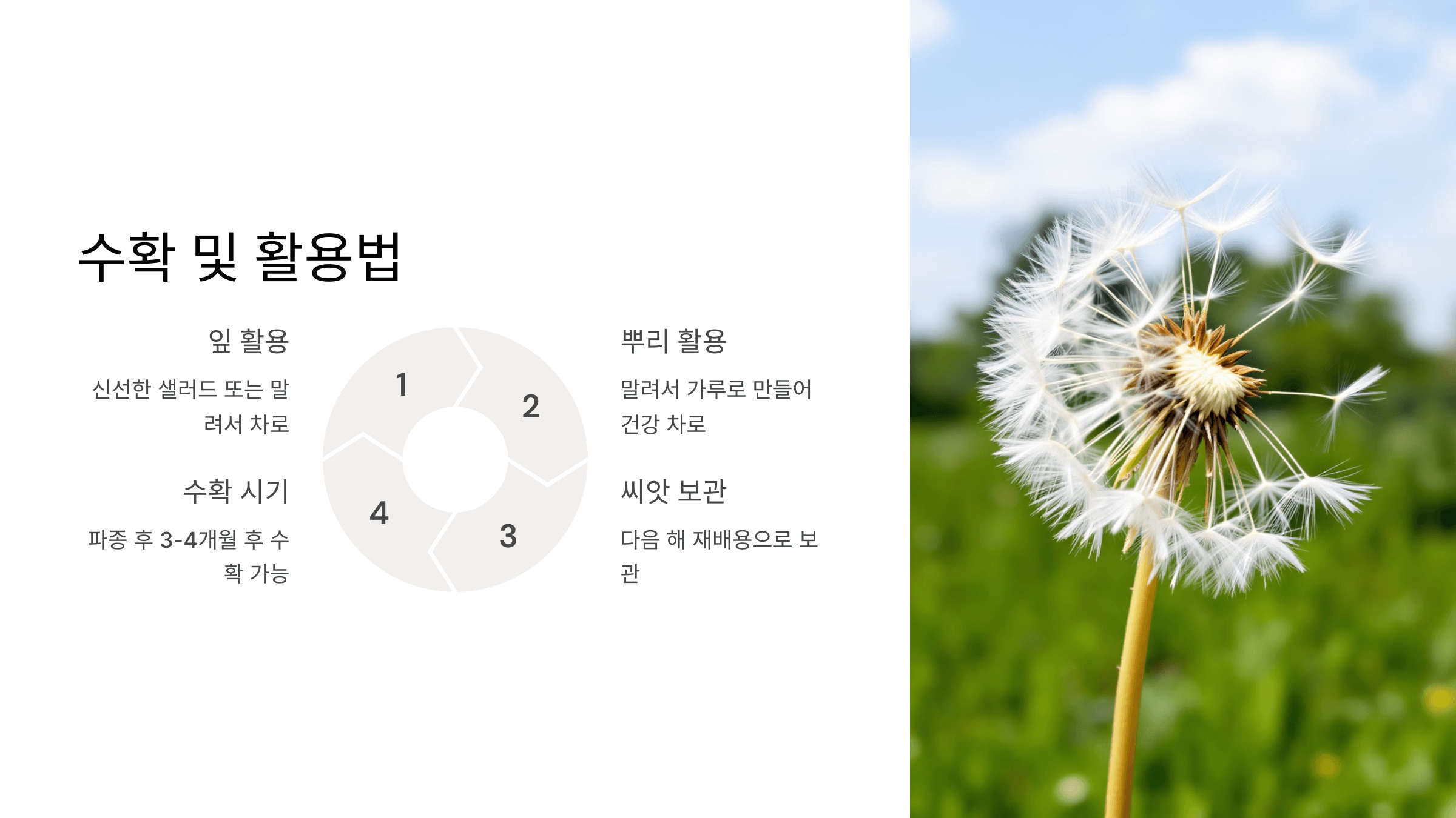 흰민들레 사진입니다.