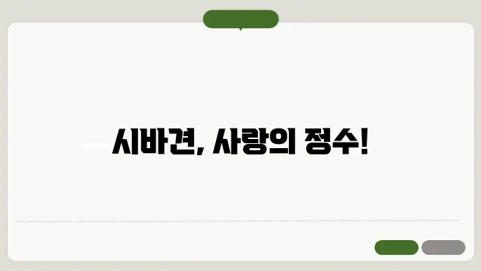시바견 이야기: 일본의 사랑받는 동반자의 매력 해체