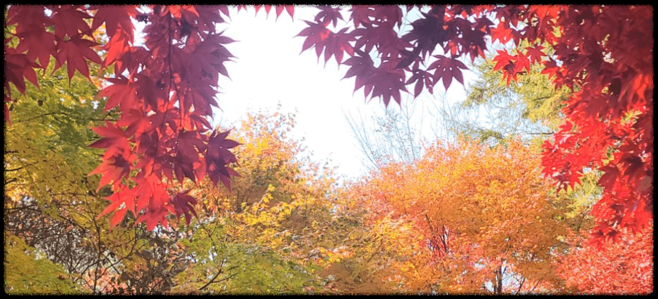 명성산 억새축제 경기도 가을여행지 데이트 추천 (2023) : 출처 네이버 블로거 야가자님