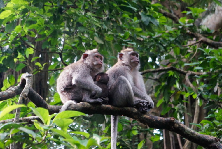 우붓 몽키 포레스트 관련 사진