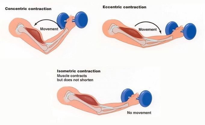 팔 운동 네거티브를 설명하는 모습