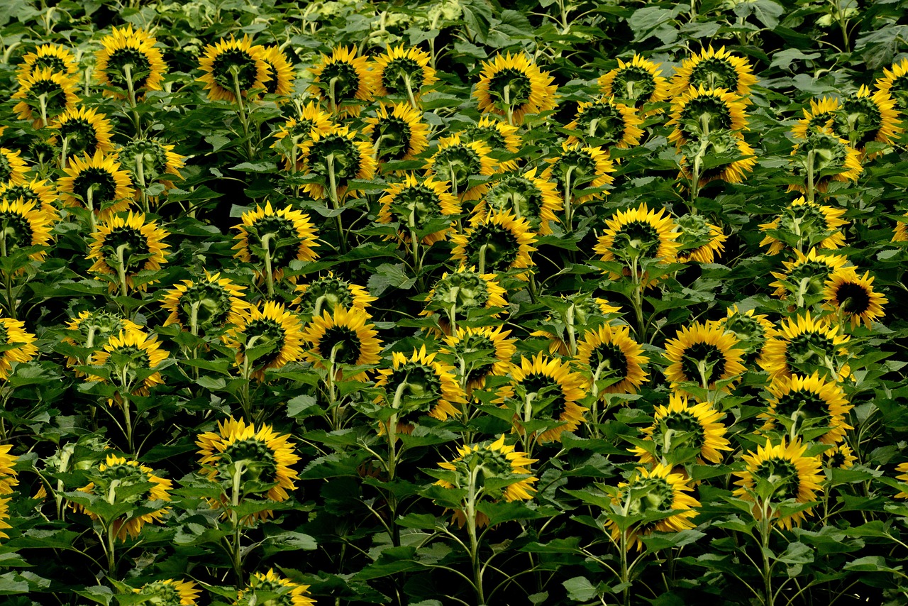 해바라기_꽃_사진