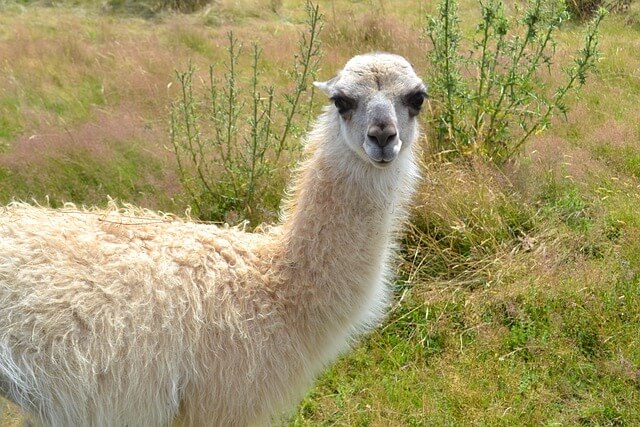 라마-나오는-꿈-해몽