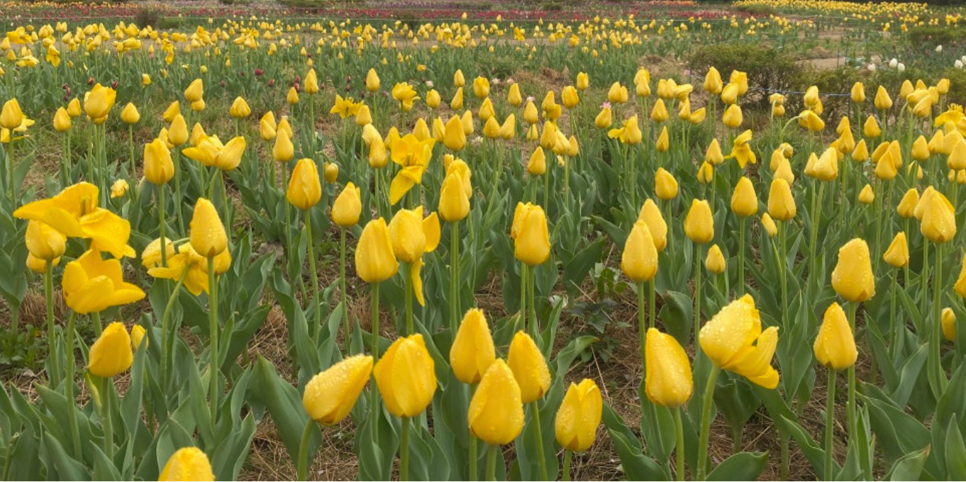 [서울 근교 여행] 경기도 파주 드라마 촬영지 사계절 내내 아름다운 벽초지수목원