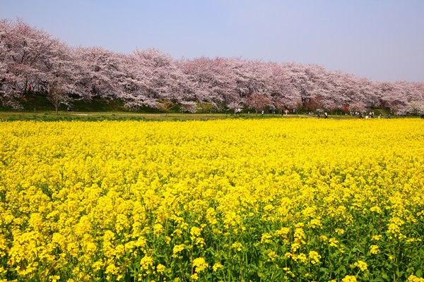 벚꽃축제벚꽃명소봄꽃여행지