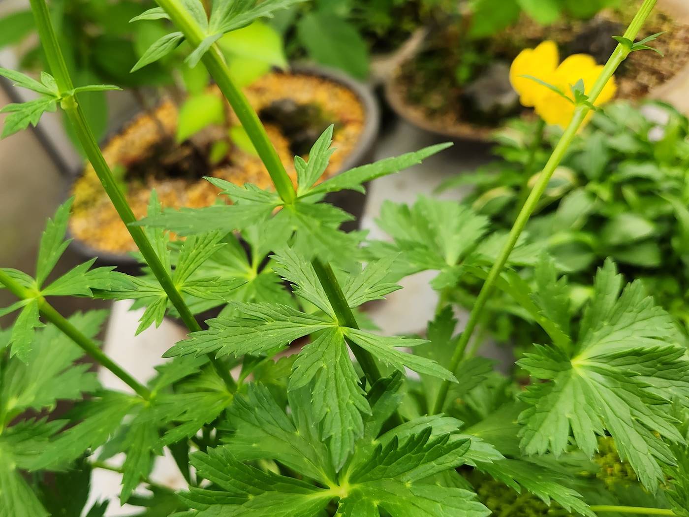 달빛금매화 (유럽금매화)