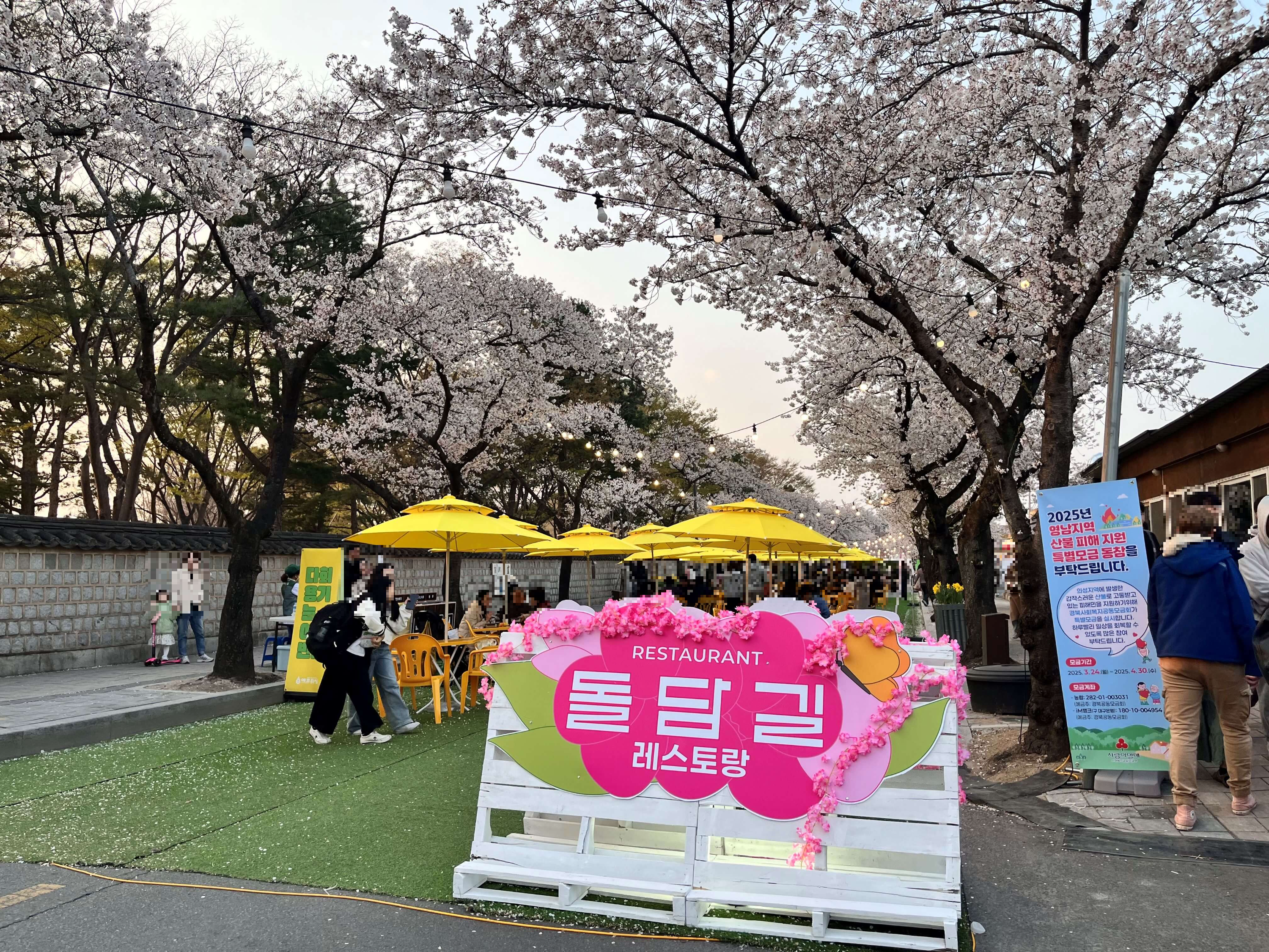 대릉원 돌담길에서 벚꽃구경