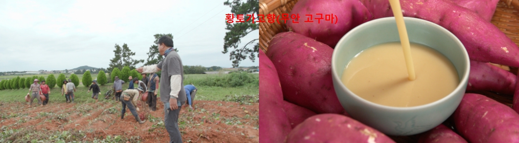 무안 자색고구마